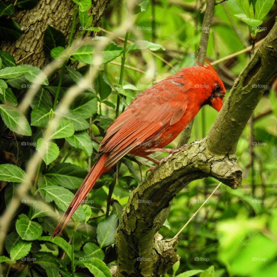 Bird, Wildlife, No Person, Nature, Tree