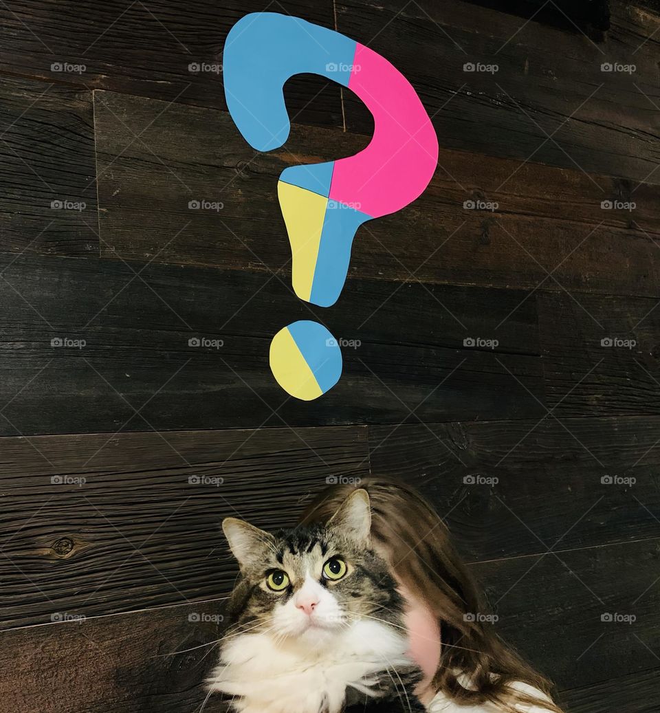 QUESTION MARK Lettering With Big Cat Maine Coon Mix Questioning And Wondering What Is Going On Looking Up With Girl Behind Him.