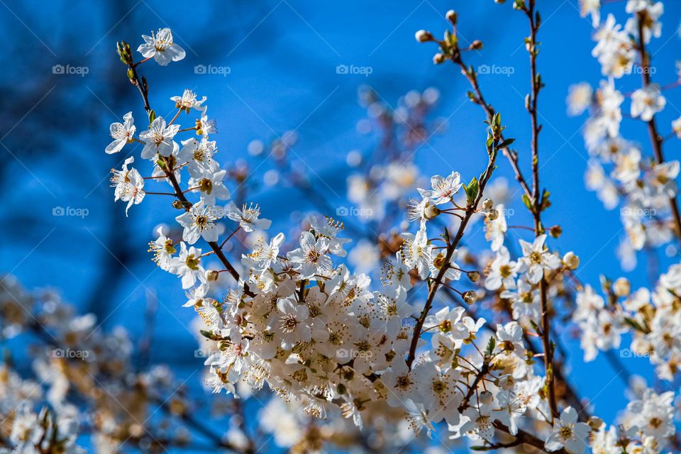 A spring blooming branch