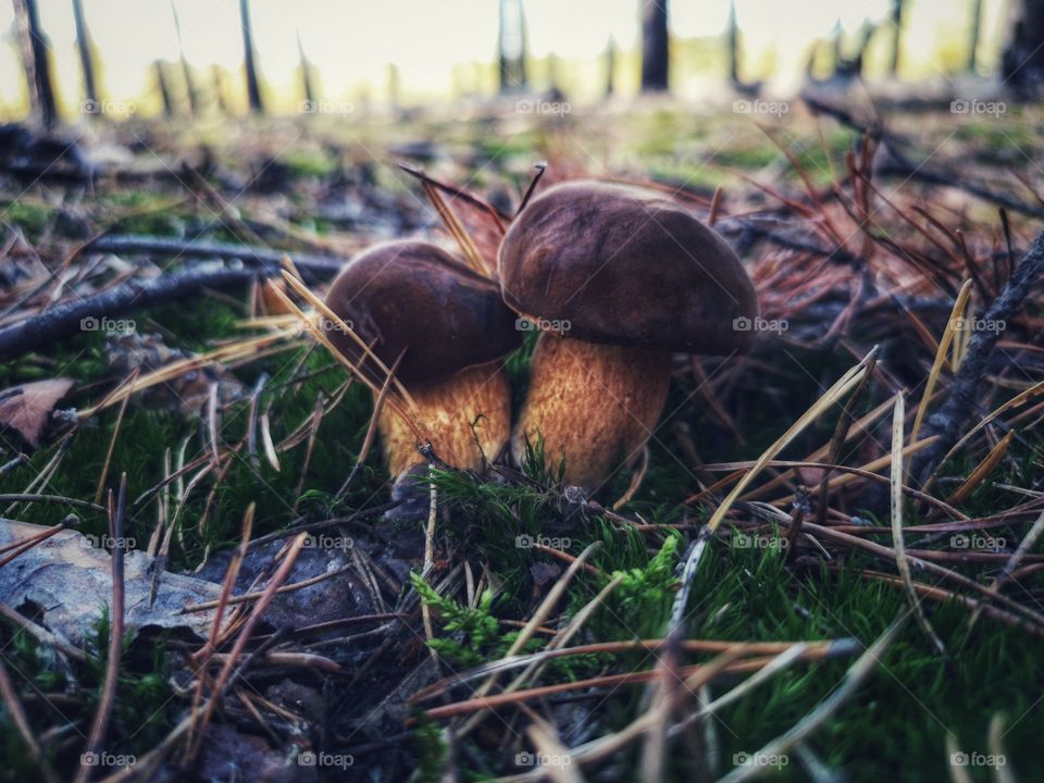 Mushrooms in the autumn forest