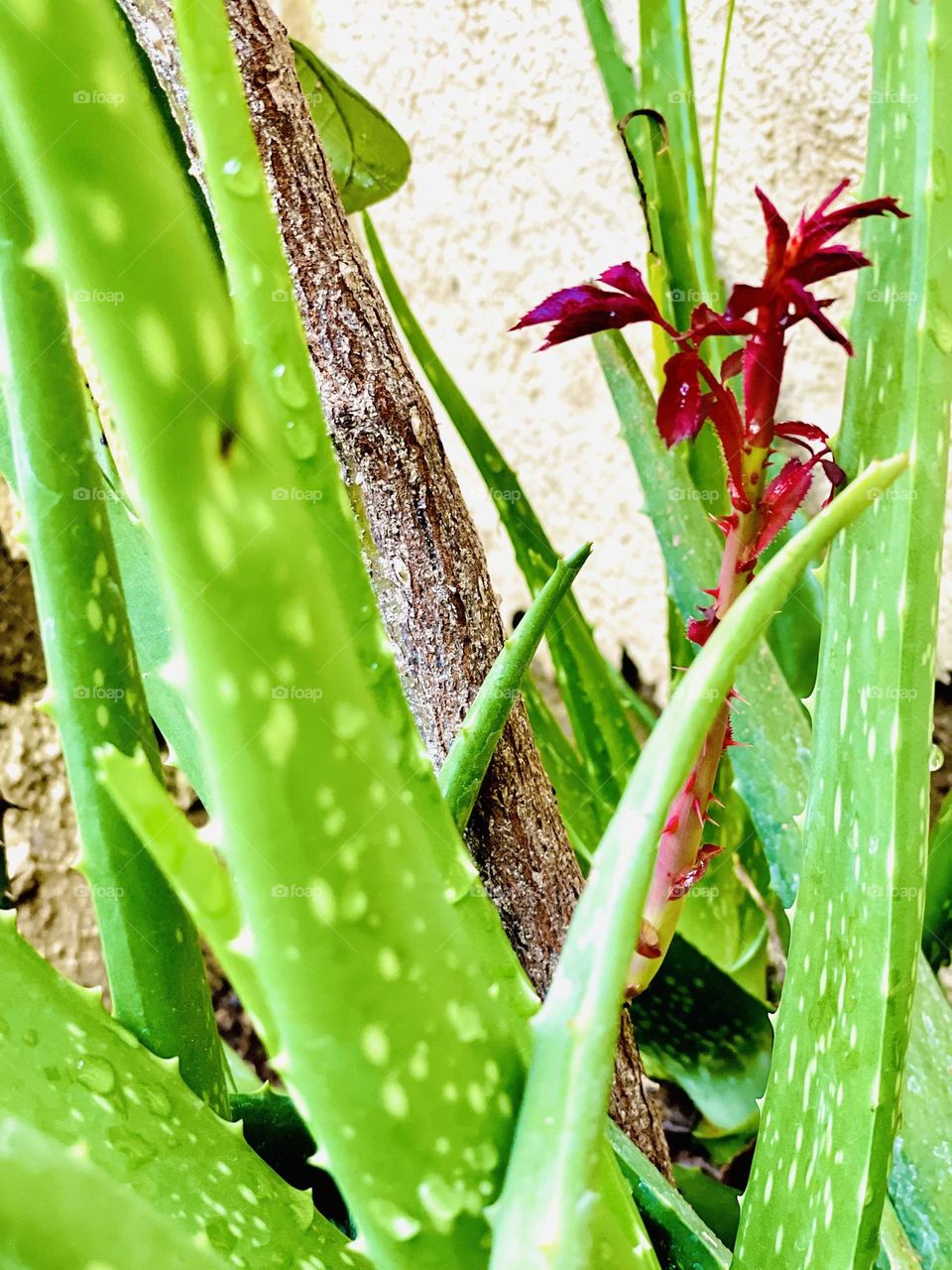 Aloe Vera, the succulent one.