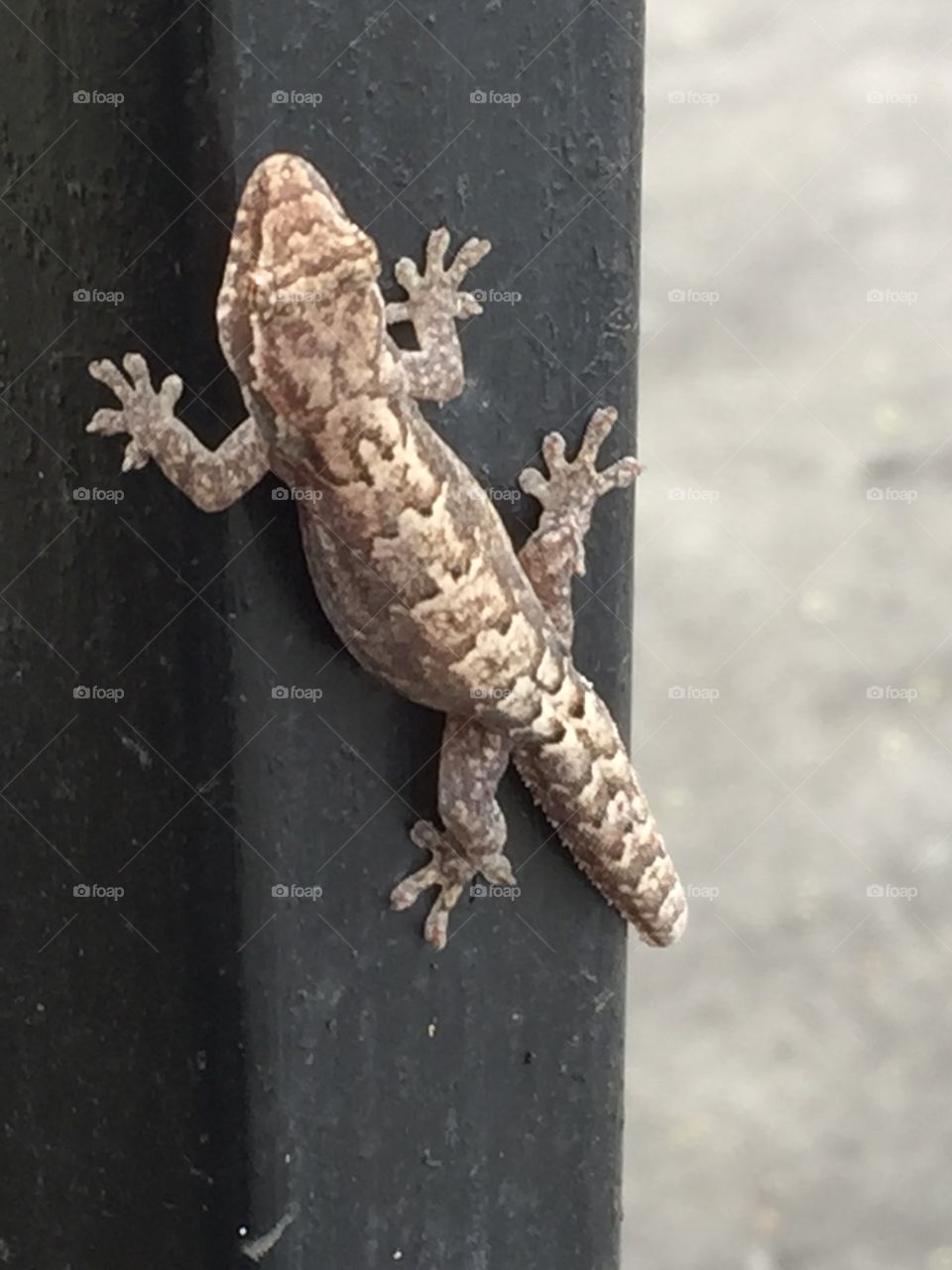Gecko at front door