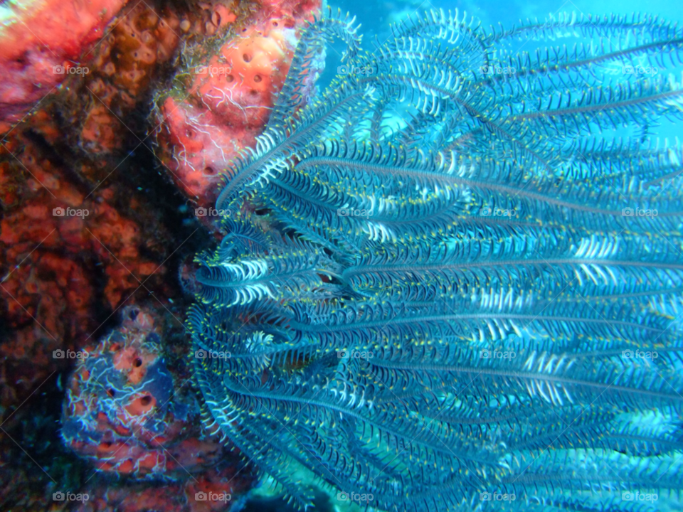 coral diving soft coral blue coral by samyen