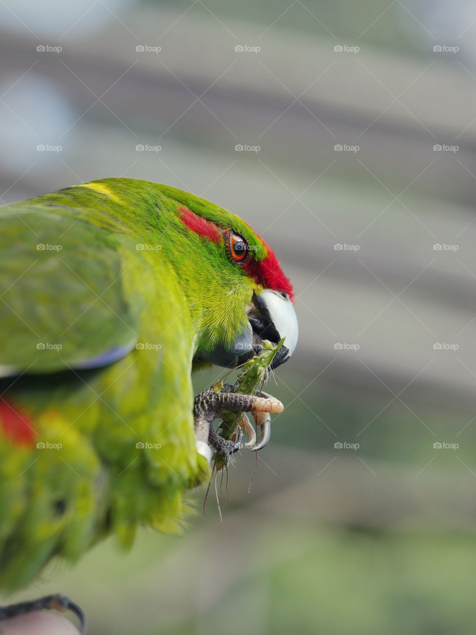 Close up of kakariki parakeet