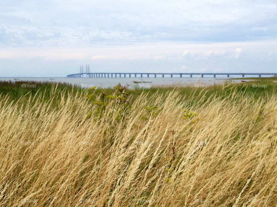 malmö sweden grass water by cabday