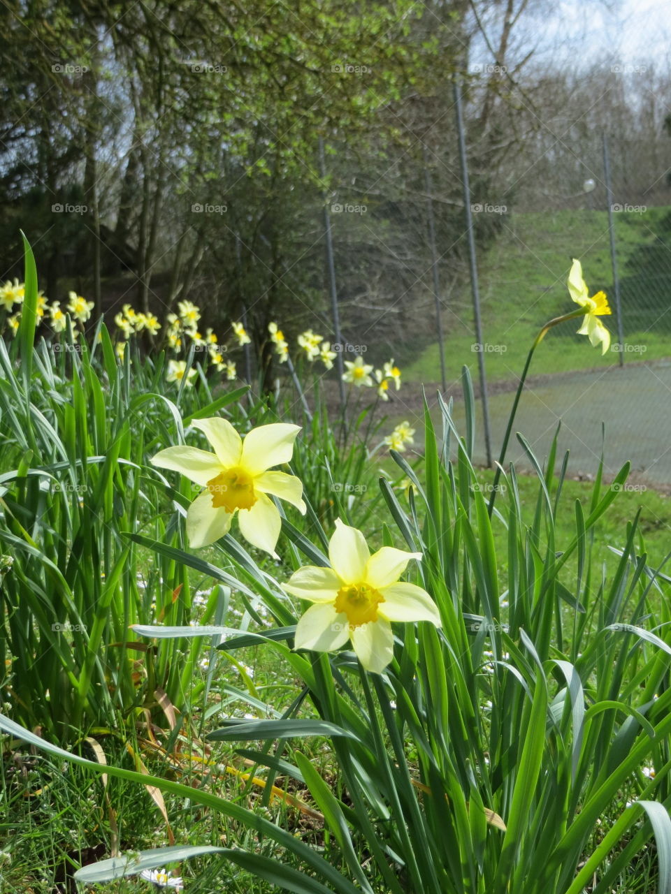 Spring daffodils