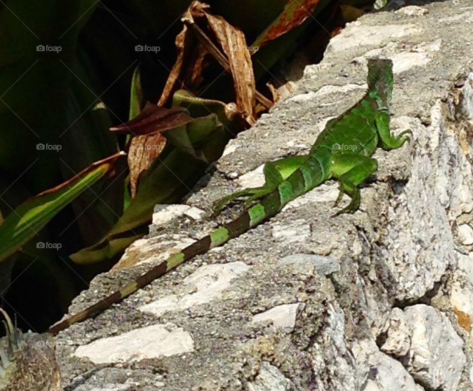 Lizard, Reptile, Camouflage, Nature, Climb
