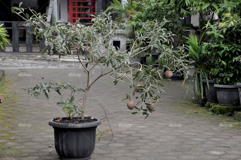 Cultivation of sapodilla fruit in pots (Tabulampot)