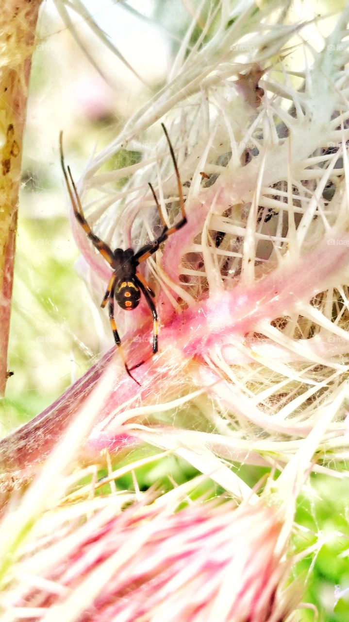 spider on pink thistle flower