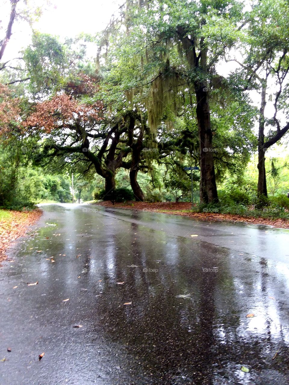 after the rain reflection of trees in the wet road