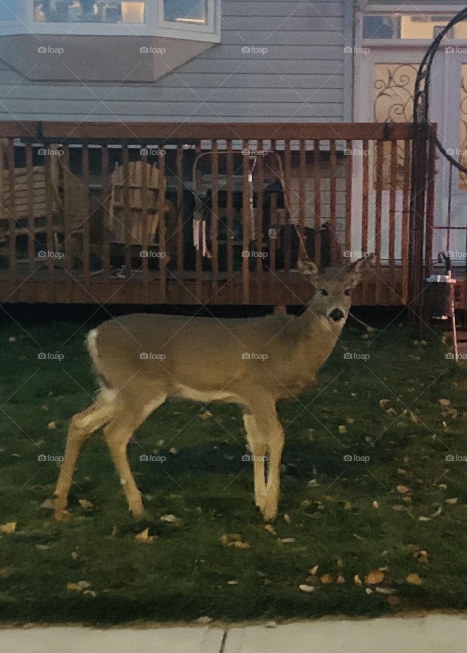 Deer walking through town