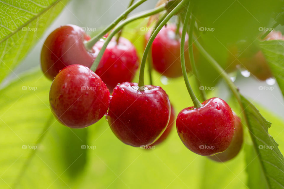 Cherries hanging on a cherry tree branch. Juicy red cherries on cherry tree