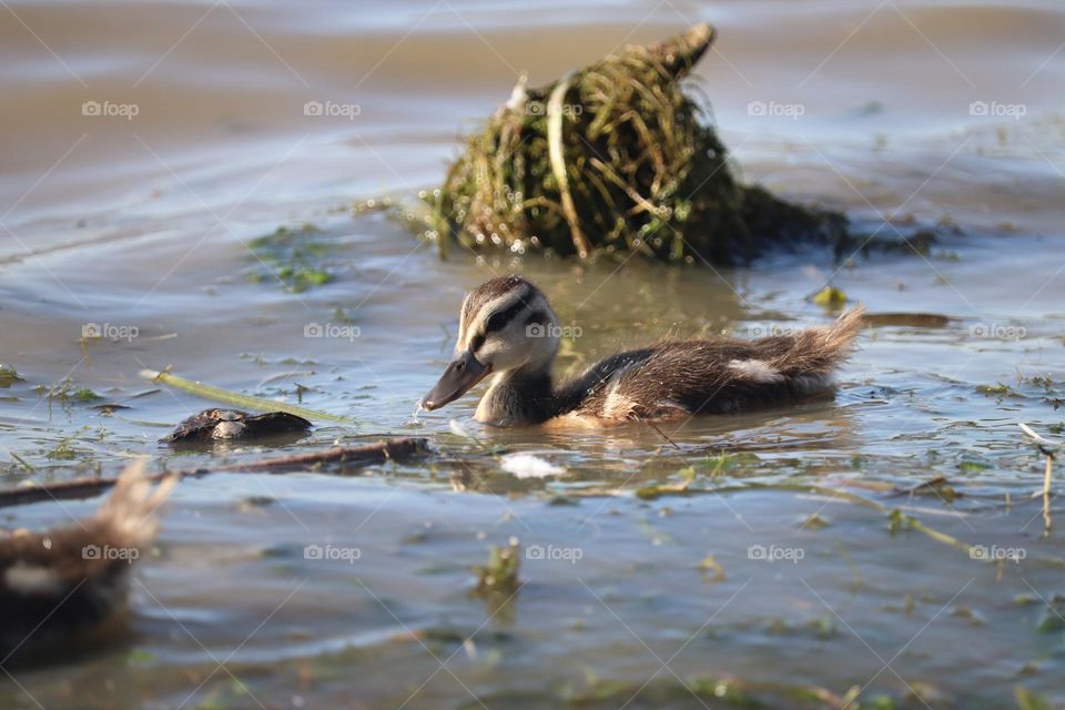 Small duck