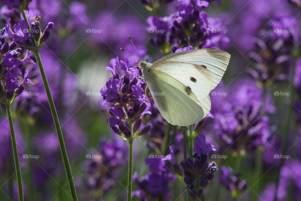 Butterfly pollinating on flower