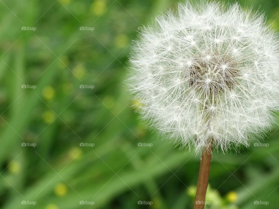 The beauty of the flowers