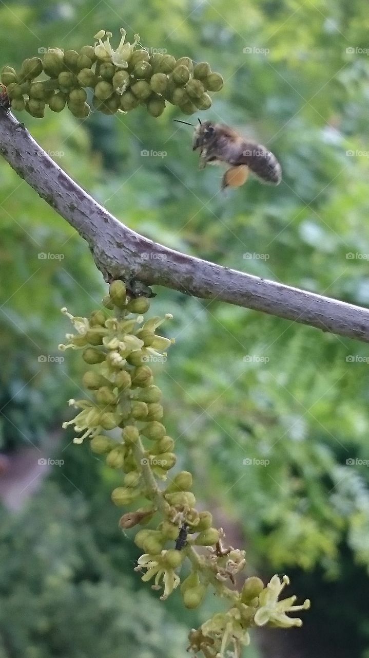 bee hovering and looking for food