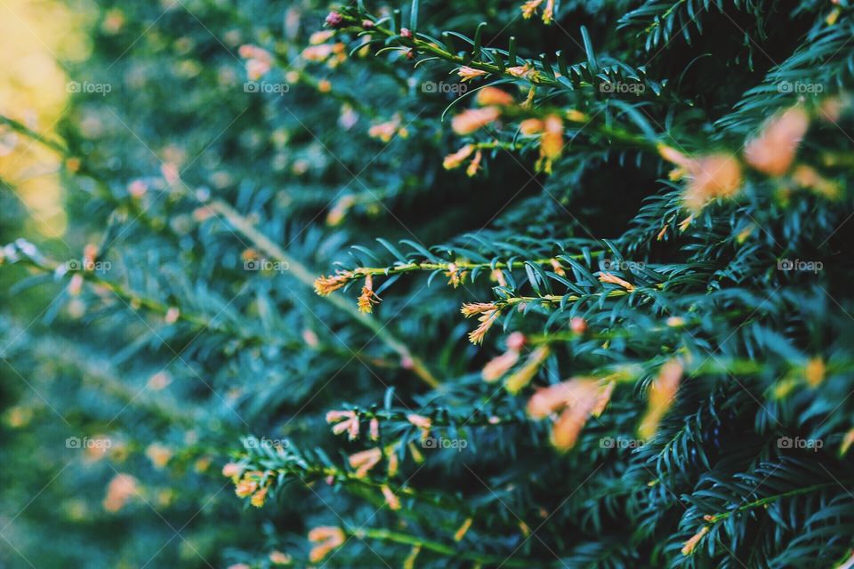 Green plant closeup