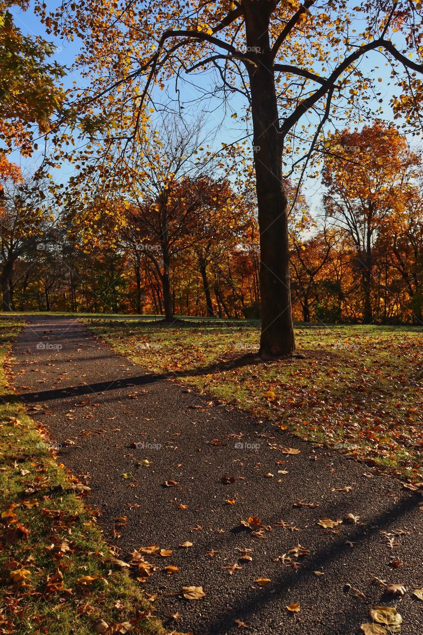 Autumn in the woods