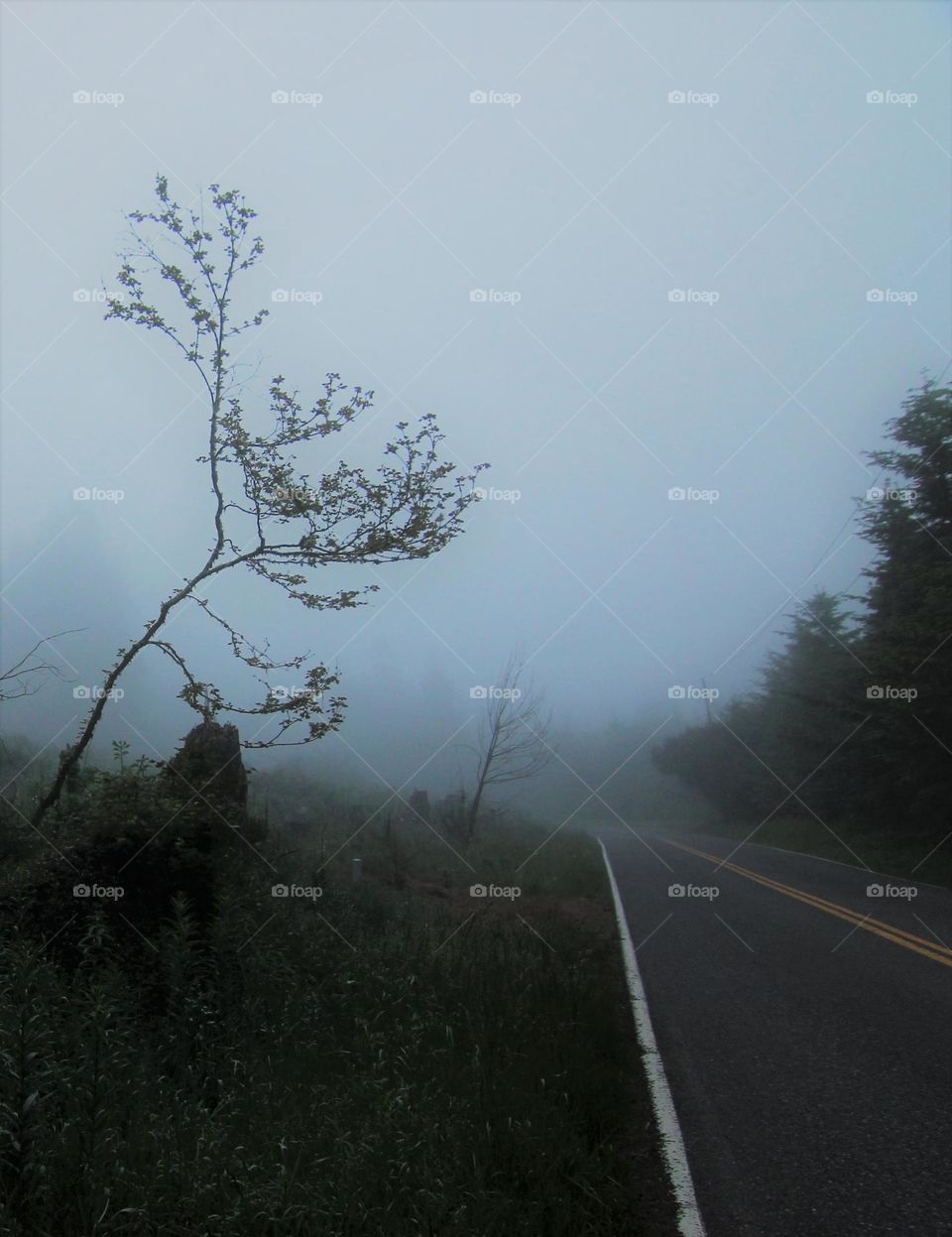 fog, road forest, tree
