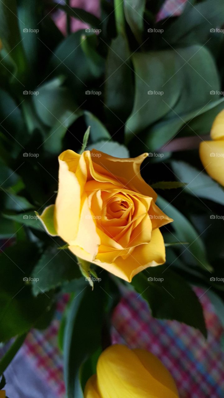 mi rose....my yellow rose... in love