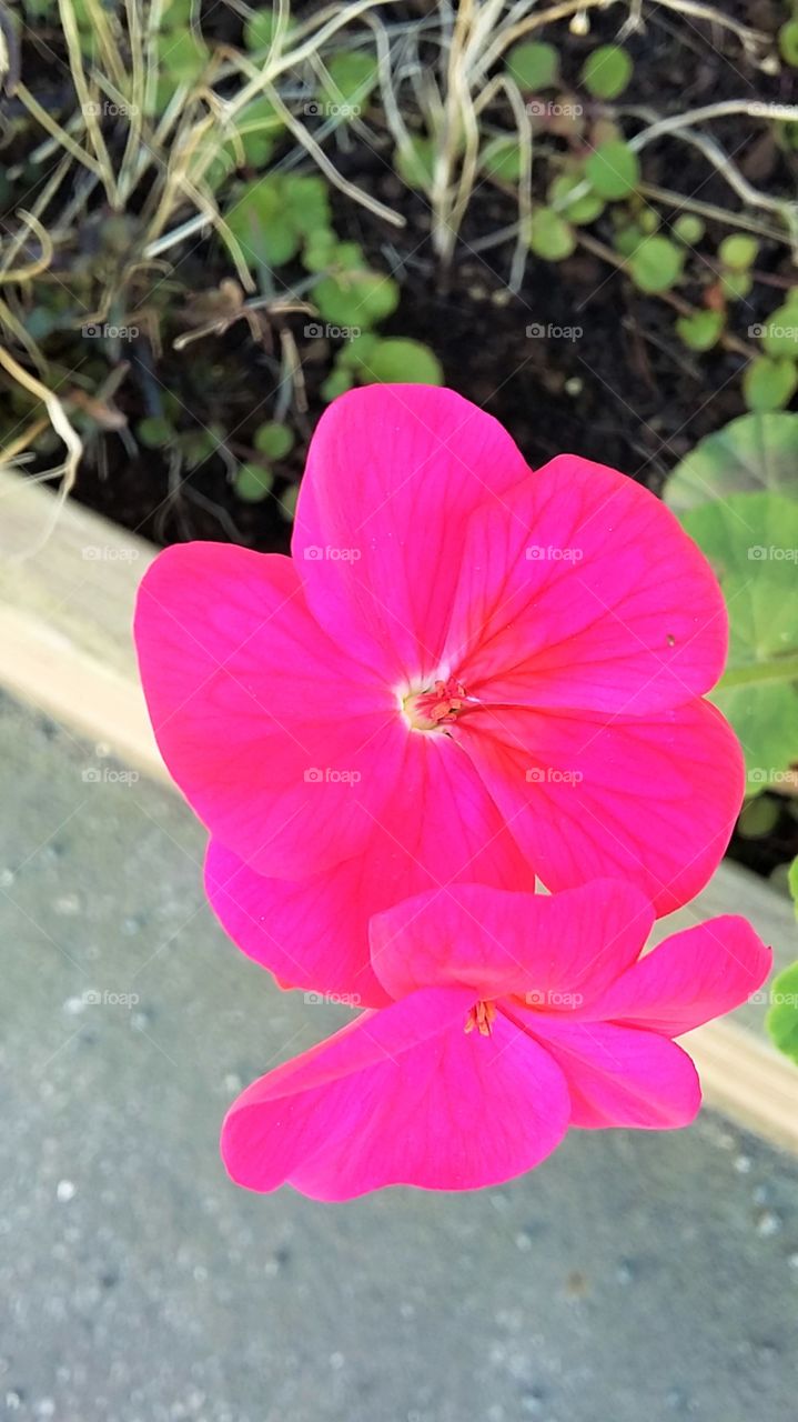 Close-up of Pink Flower