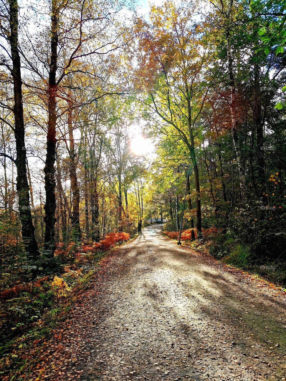 Autumn stroll