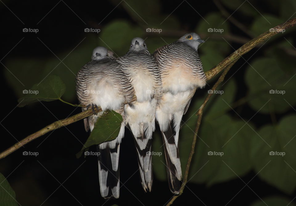 Zebra dove. A member three of small group. Resting on for sleep to the branch of tree at the late night where the site on category of garden's yard from metres of forest.