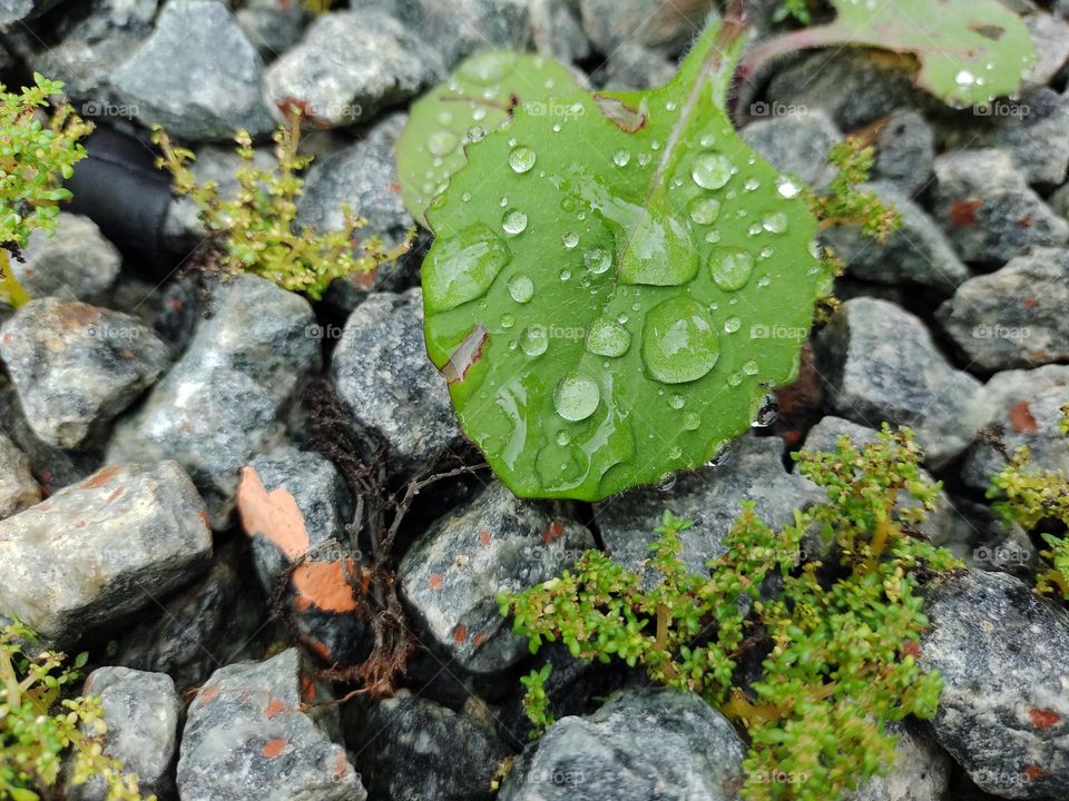 water drops on the leaf