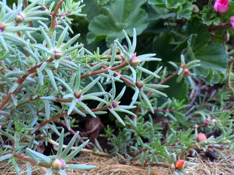 Green Leaves