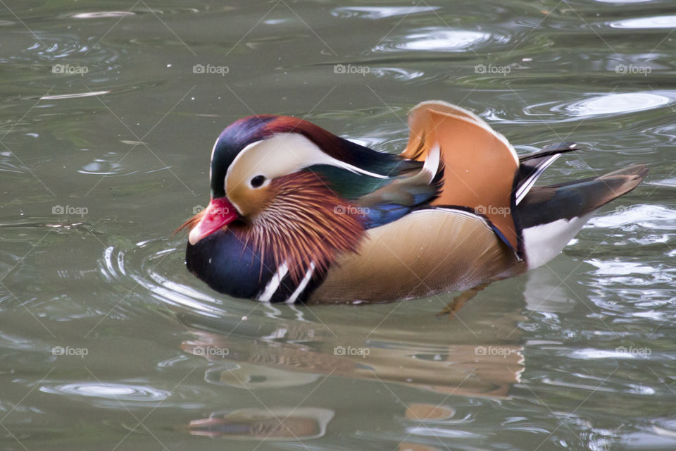 Colorful mandarin duck swimming in the lake 