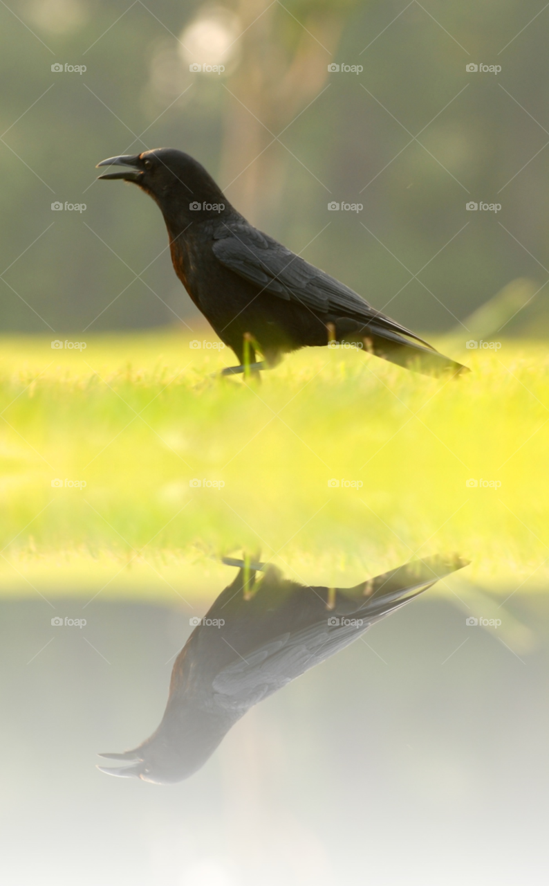 black water bird reflection by lightanddrawing