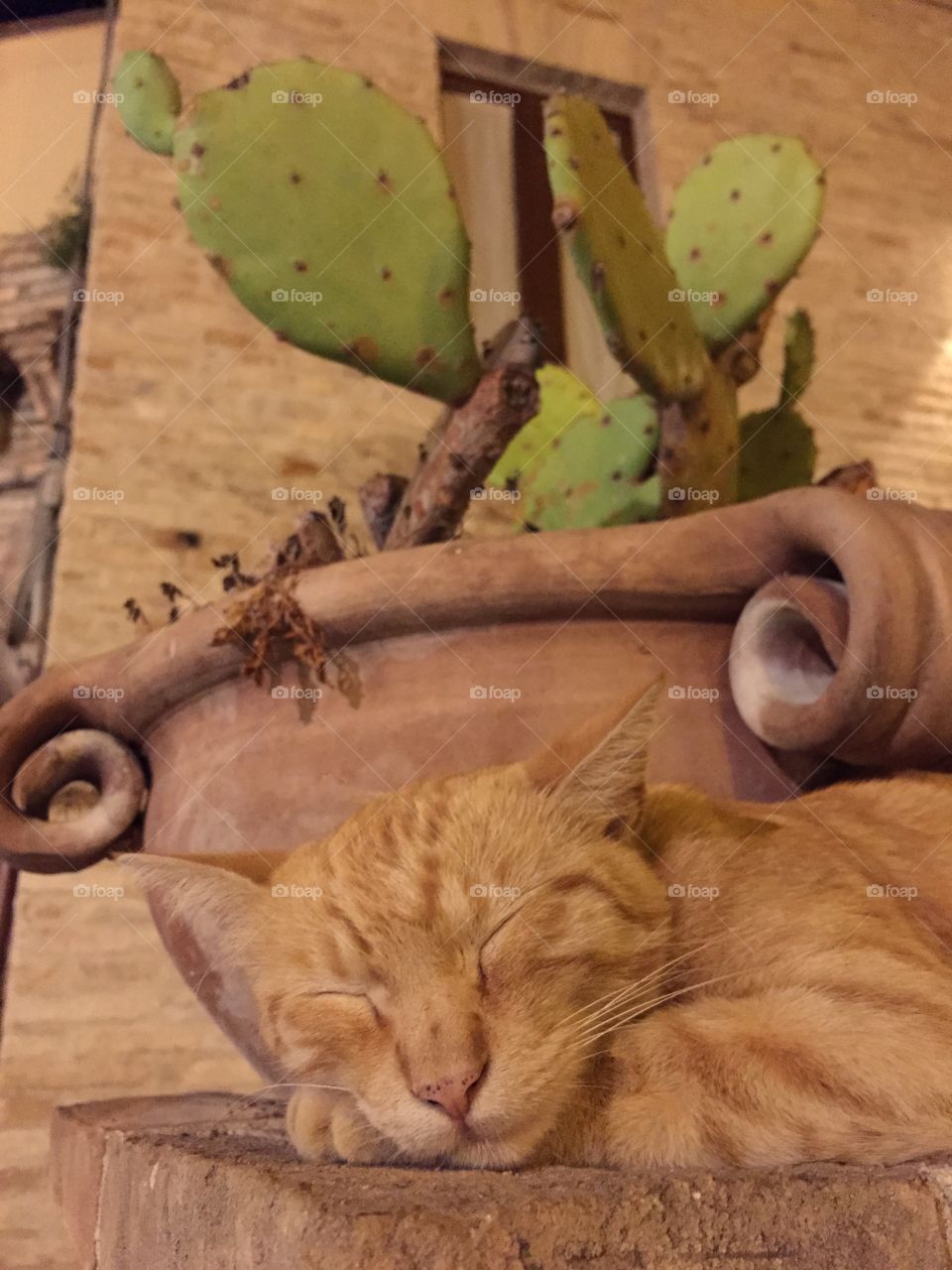 Sleeping cat