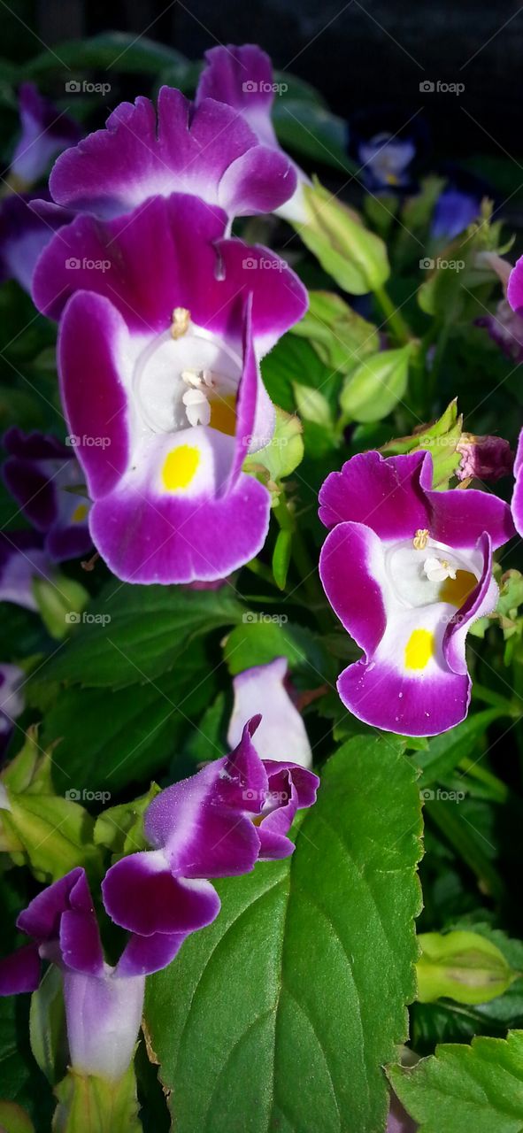 Elevated view of orchid flower