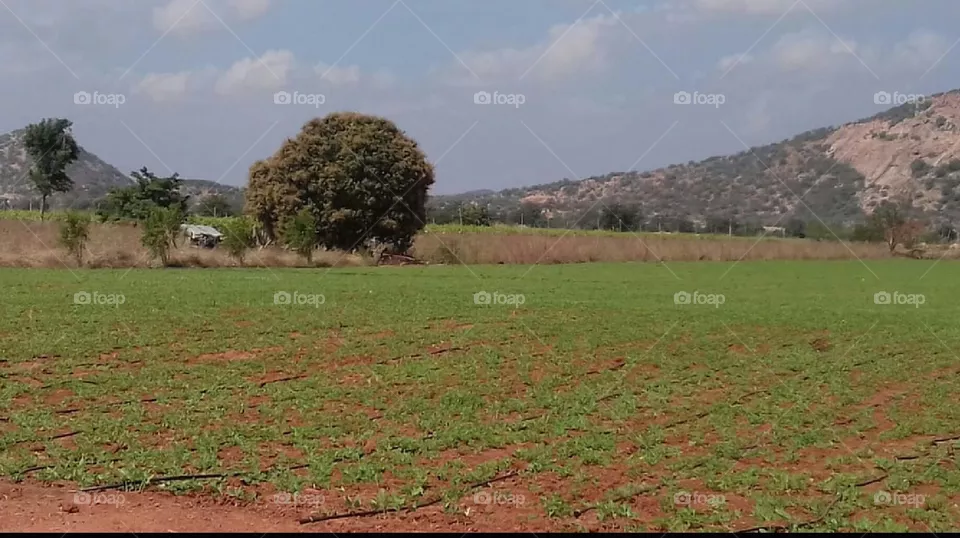 scenary of greenary