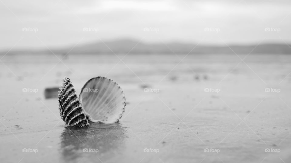 Open sea shell on the beach
