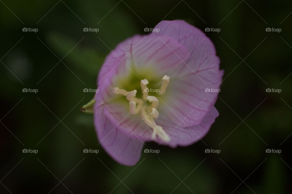 Buttercup wild flower macro