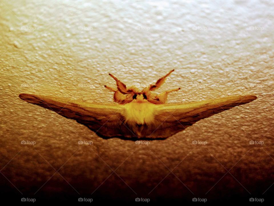 a moth on the wall