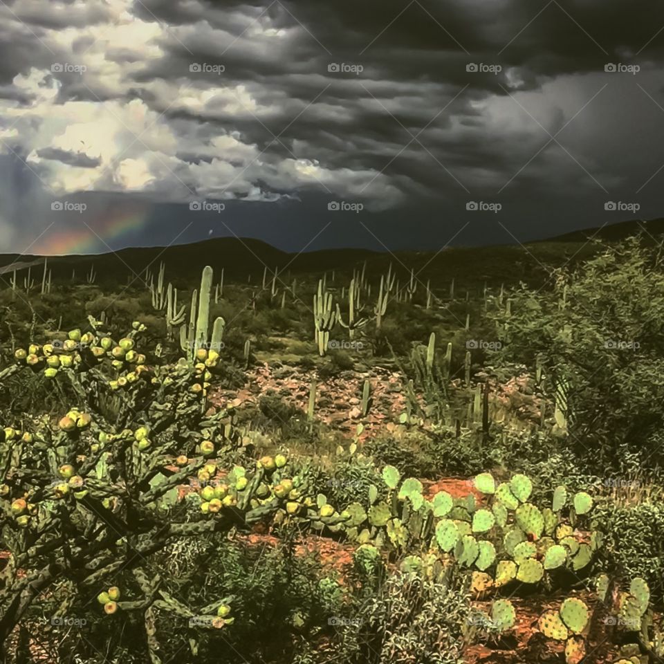 Desert Landscape - Cactus Rainbow 