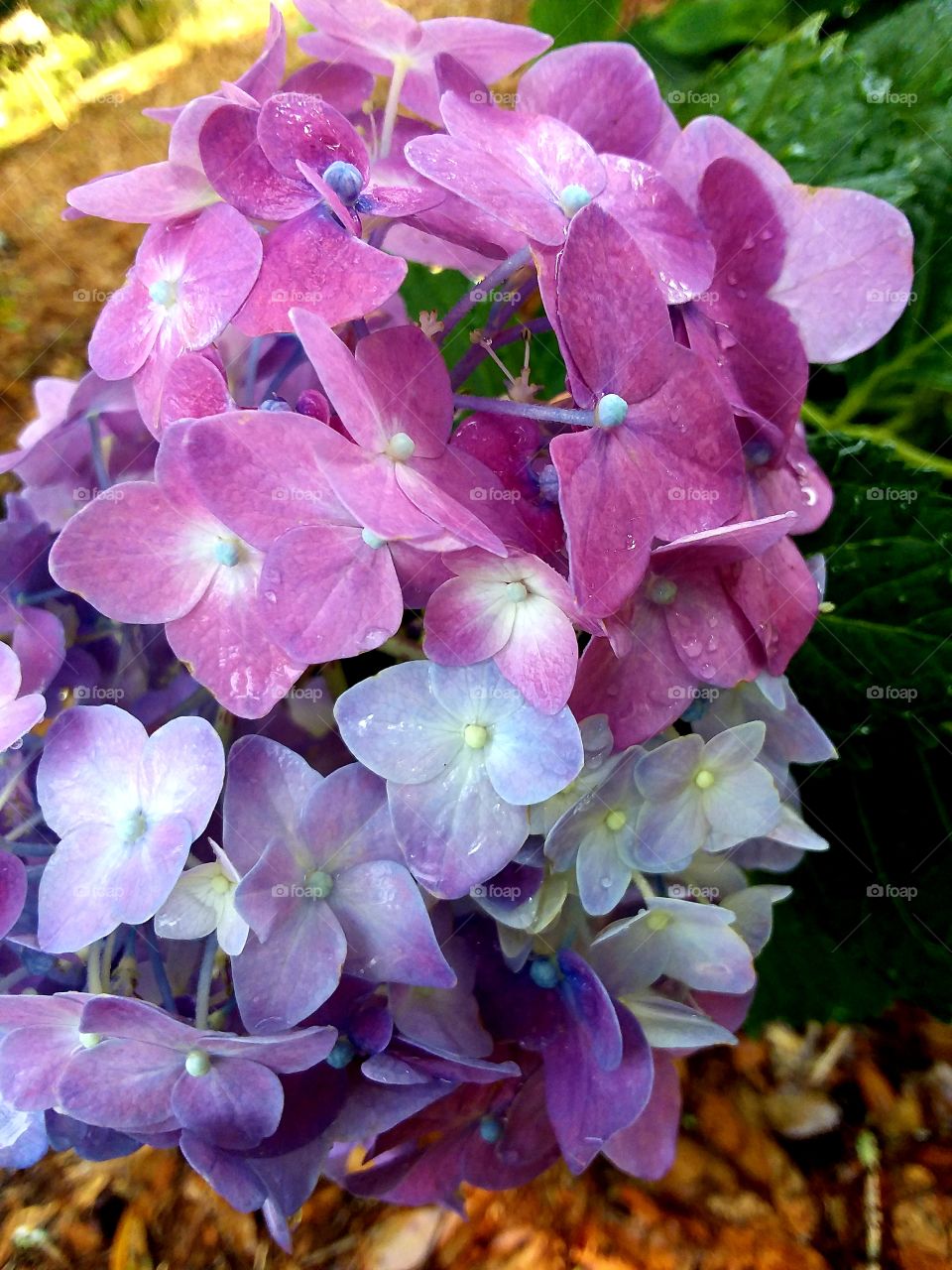 multi color Hydrangea in the garder