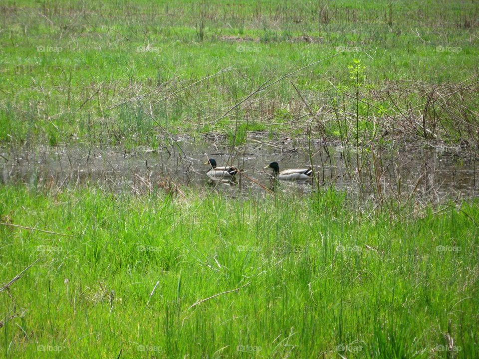 ducks in field
