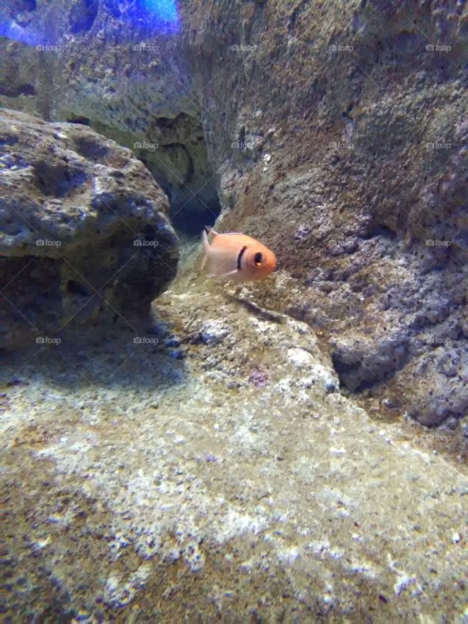 Aquarium, İstanbul
