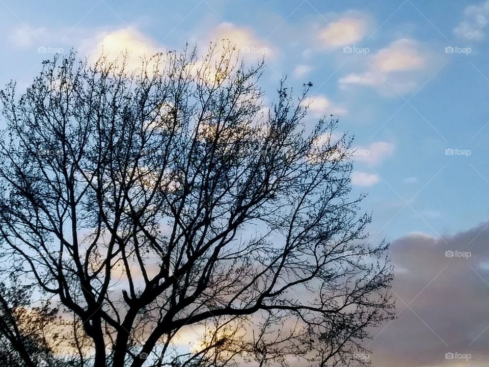 tree and evening clouds