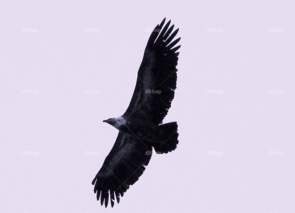 sky bird fly croatia by igor.zikovic