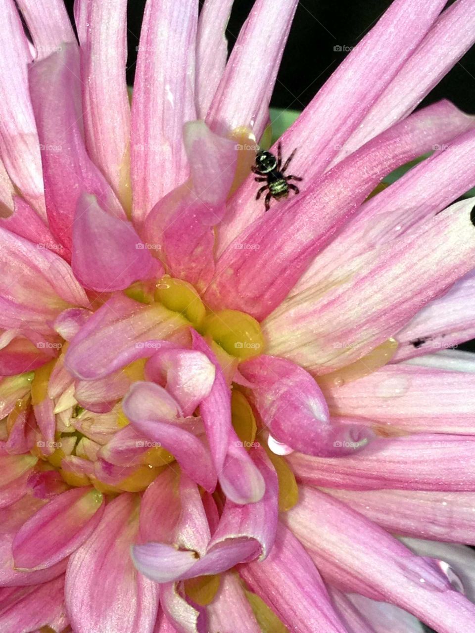 Plants of the USA. Here's a spider sitting on a petal of a pink Chrysanthemum. The sun is bright & casting shadows.