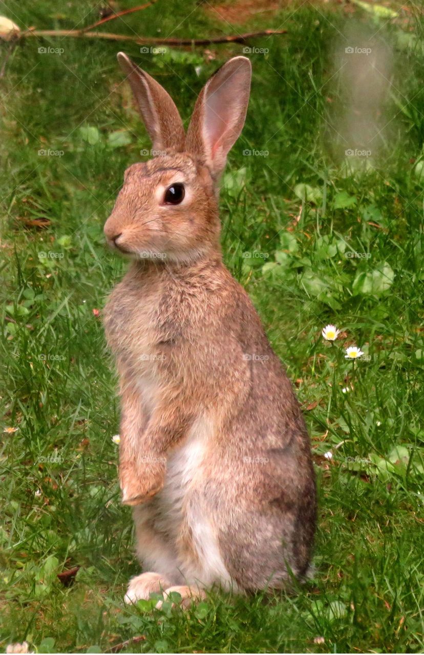 cute bunny