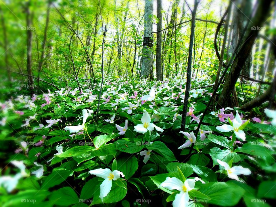 forest of flowers