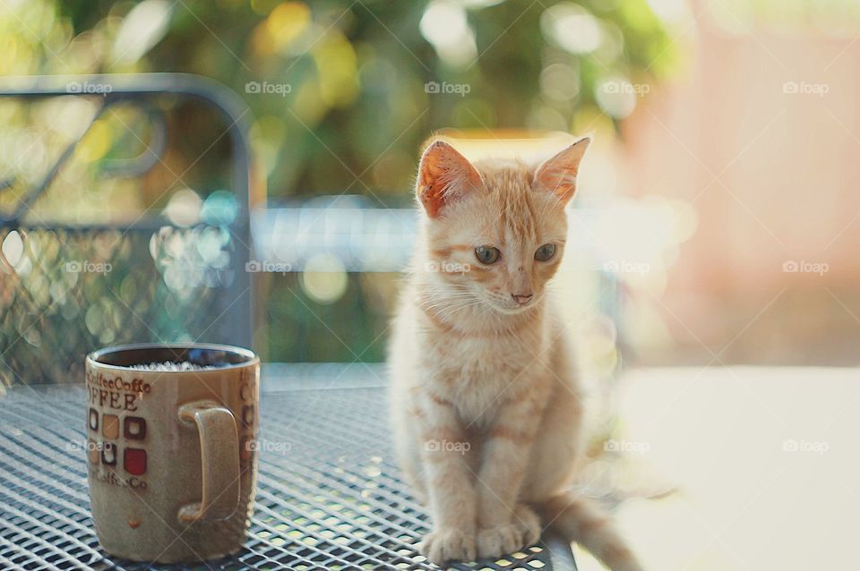 Orange kitty resting on the table.