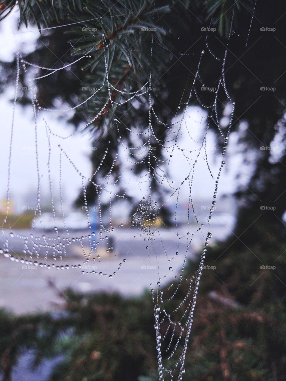 spider web covered by raindrops