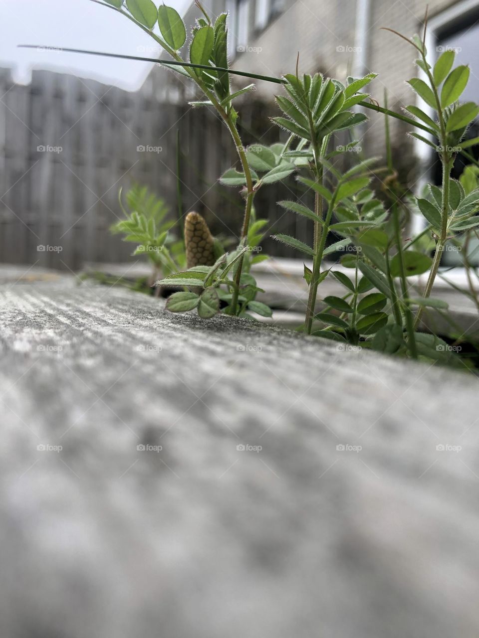 This is a fence that was broken due to a storm. After a few days these plants started to grow between the gaps. The color combination looked beautiful and I believe it makes a great picture.