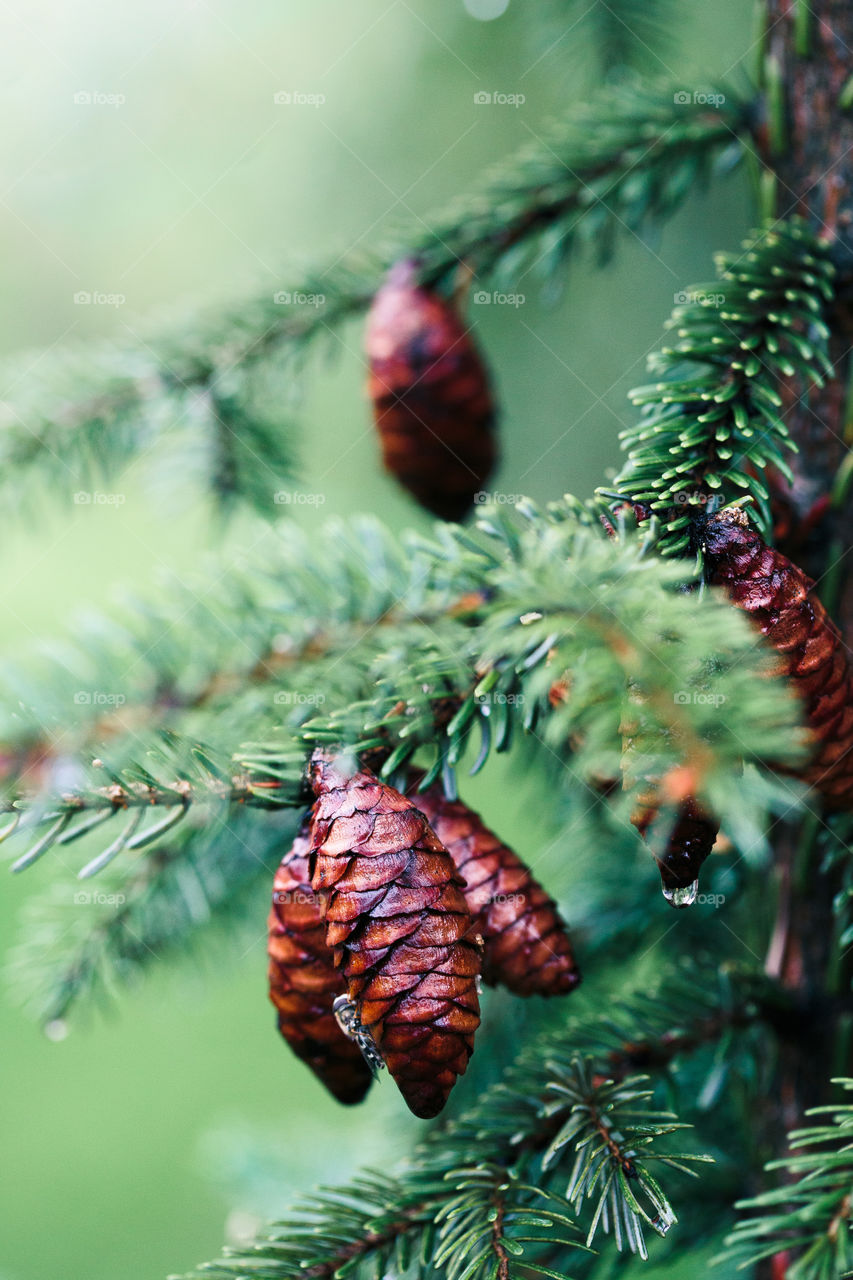 Pine cones and twigs, evergreen plant, rain drop. Wet tree after raining. Natural environment, sustainability. Copy space room for text at top